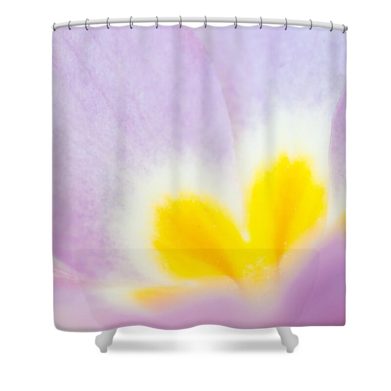 Flower Shower Curtain featuring the photograph Purple and yellow primrose petals - bright and soft spring flower by Matthias Hauser