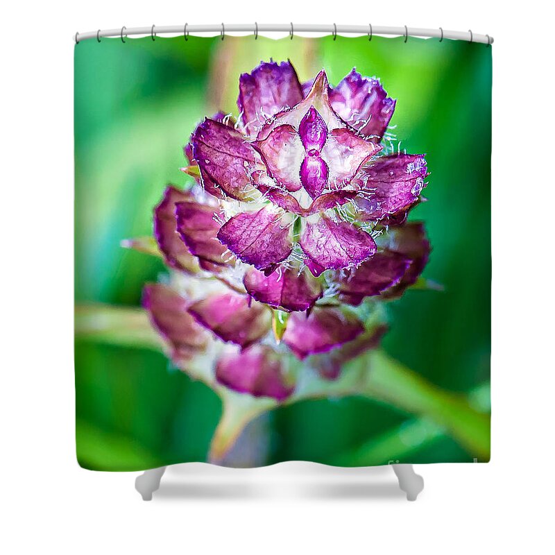 Wildflowers Shower Curtain featuring the photograph Purple Beauty by Gwen Gibson