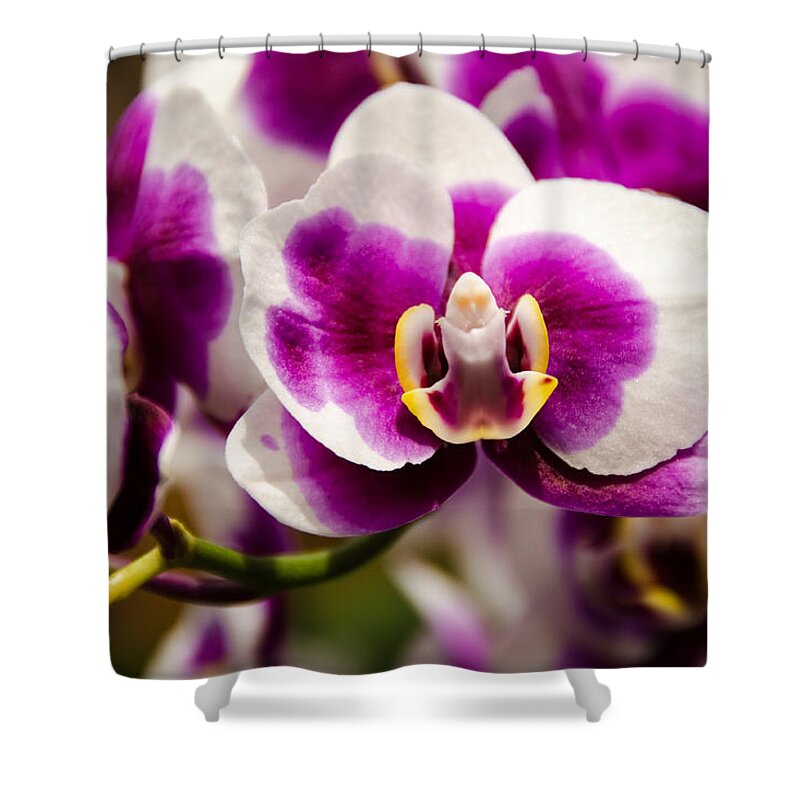 Orchid Shower Curtain featuring the photograph Purple Beauty by Penny Lisowski