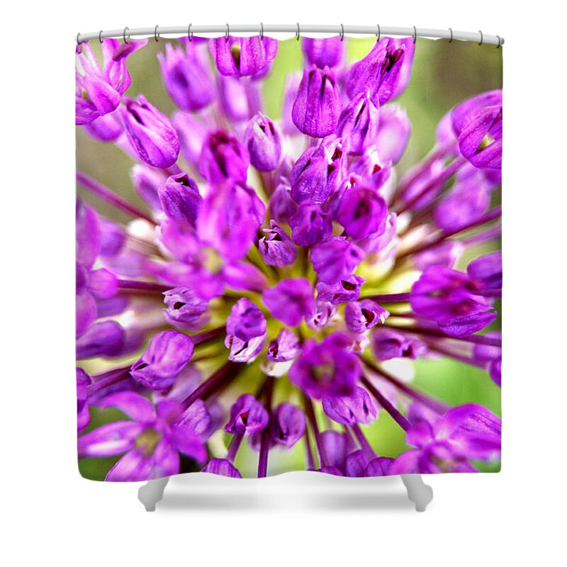 Allium Shower Curtain featuring the photograph Purple Burst by Anita Braconnier