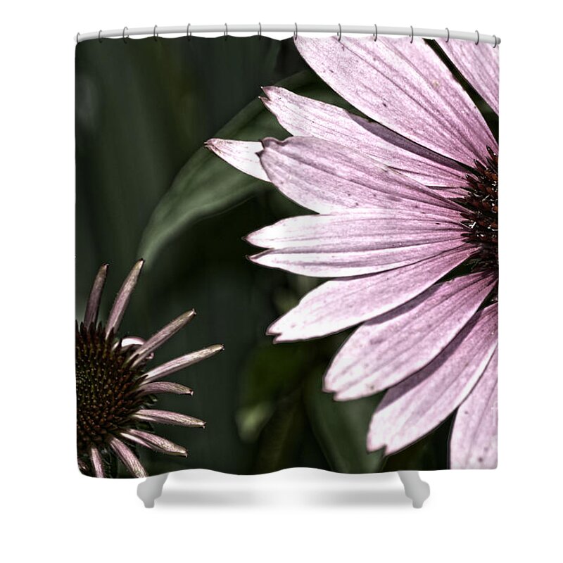 Purple Shower Curtain featuring the photograph Purple Coneflower Imperfection by Lesa Fine