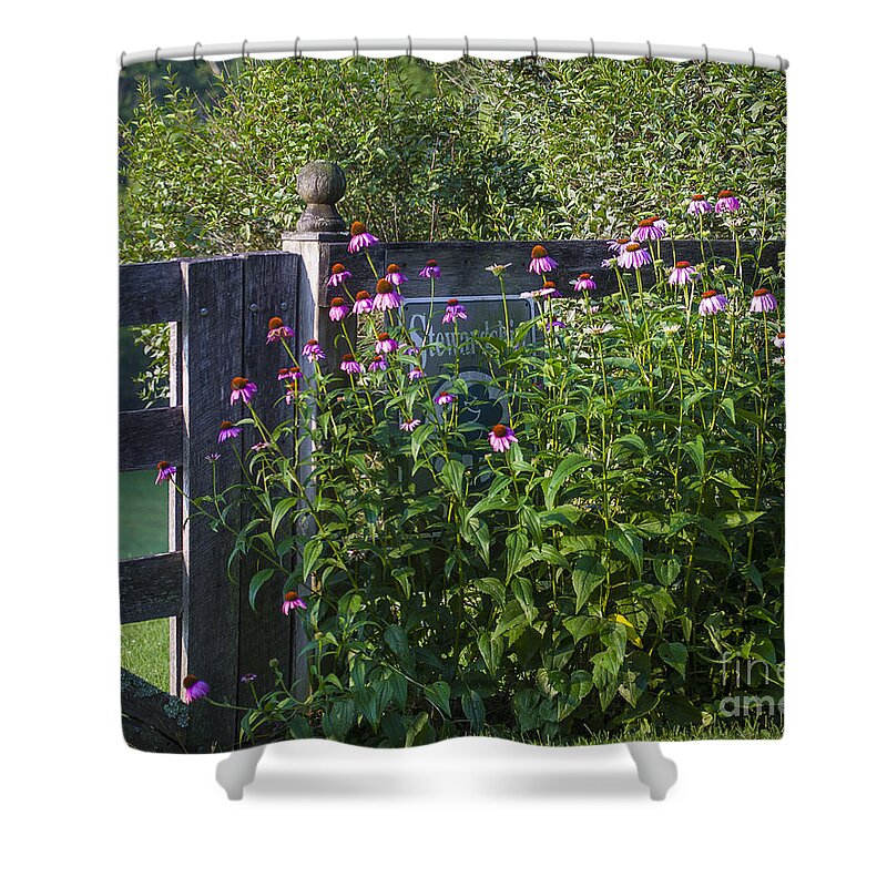Eastern Purple Coneflower Shower Curtain featuring the photograph Purple Coneflower by Ronald Lutz