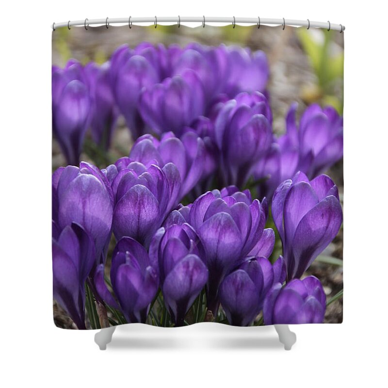 Springtime Shower Curtain featuring the photograph Purple crocus Flowers by Valerie Collins