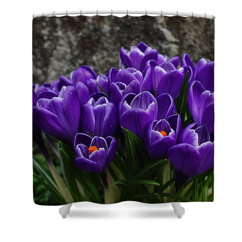 Crocus Shower Curtain featuring the photograph Purple Crocus by Ron Roberts