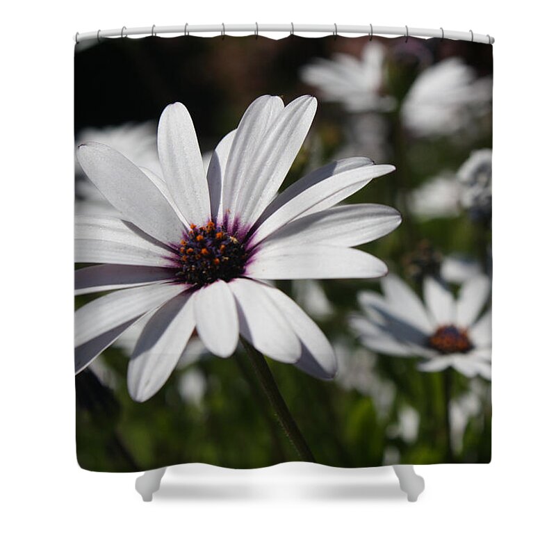 Purple Shower Curtain featuring the photograph Purple Daisies 2 by Kelly Holm