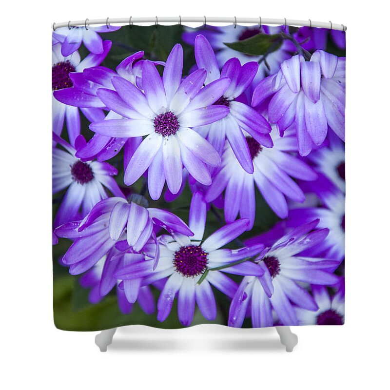 Daisies Shower Curtain featuring the photograph Purple Daisies by Cathy Kovarik
