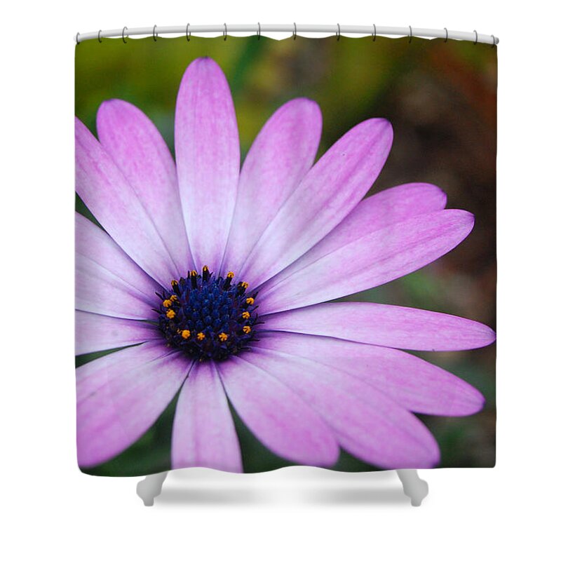 Flower Shower Curtain featuring the photograph Purple Daisy by Amy Fose