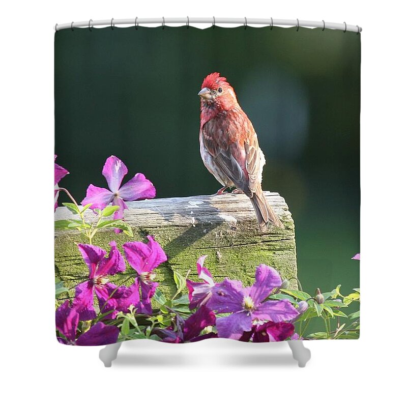 Finch Shower Curtain featuring the photograph Purple Finch by Clematis by Lucinda VanVleck