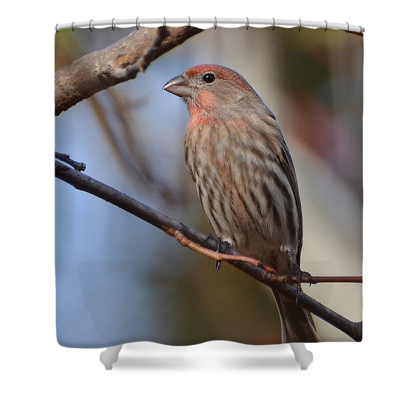 Finch Shower Curtain featuring the photograph Purple Finch by Kathy Baccari