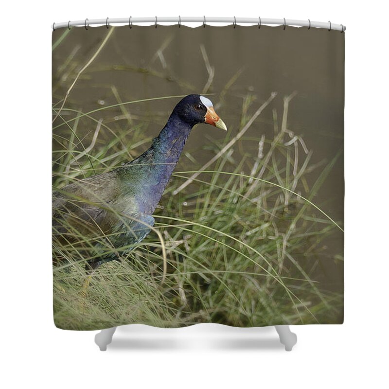 Purple Gallinule Shower Curtain featuring the photograph Purple Gallinule by Betty Depee