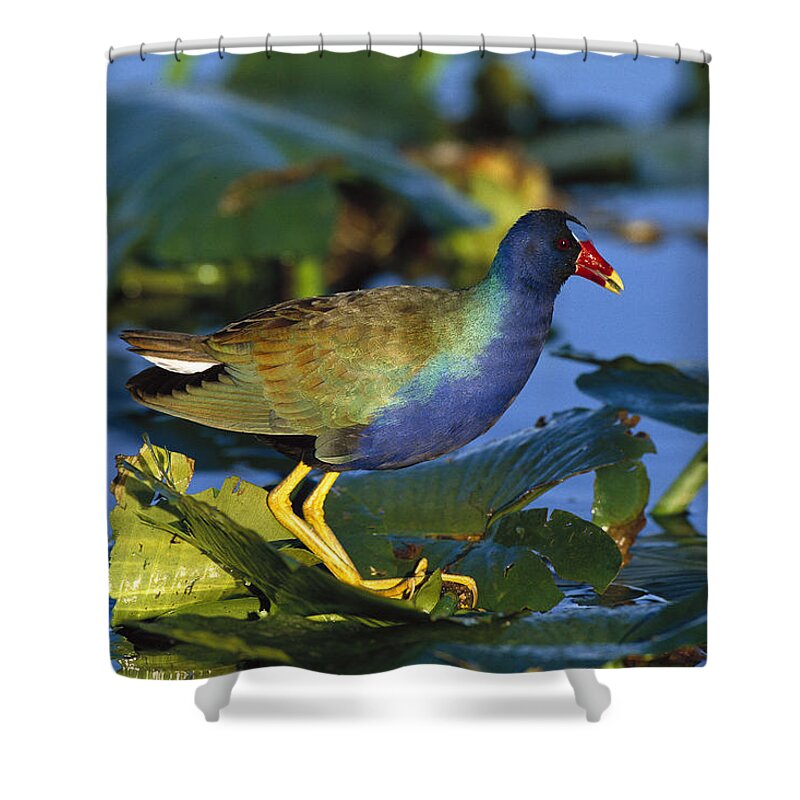 Feb0514 Shower Curtain featuring the photograph Purple Gallinule On Lily Pads Everglades by Tom Vezo