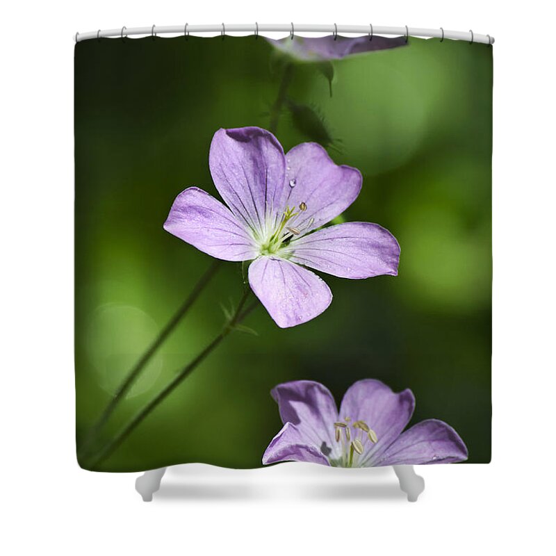 Flower Shower Curtain featuring the photograph Purple Geranium Flowers by Christina Rollo