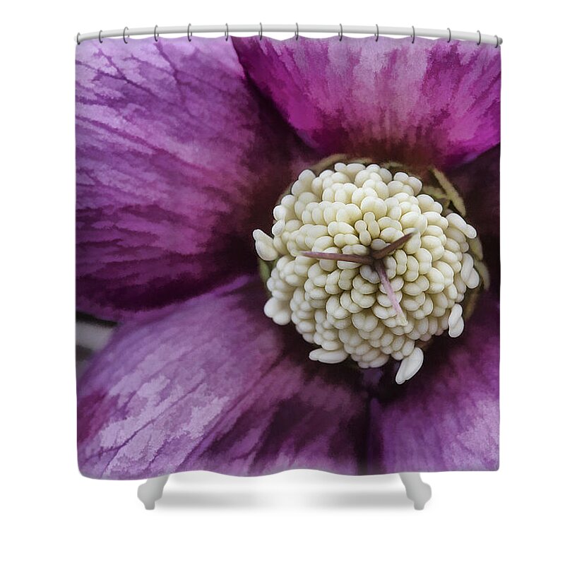 Purple Shower Curtain featuring the photograph Purple Hellebore by Jaki Miller