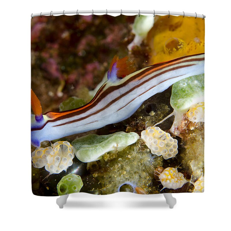 Flpa Shower Curtain featuring the photograph Purple-lined Seaslug by Colin Marshall