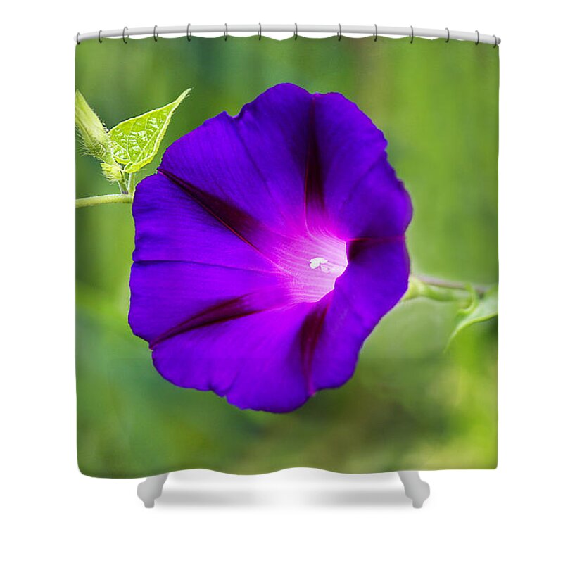 Purple Shower Curtain featuring the photograph Purple Morning Glory by Marina Kojukhova