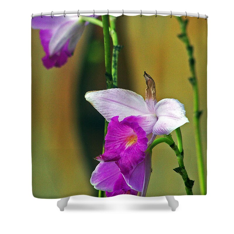Flowers Shower Curtain featuring the photograph Purple Orchid by Jennifer Robin