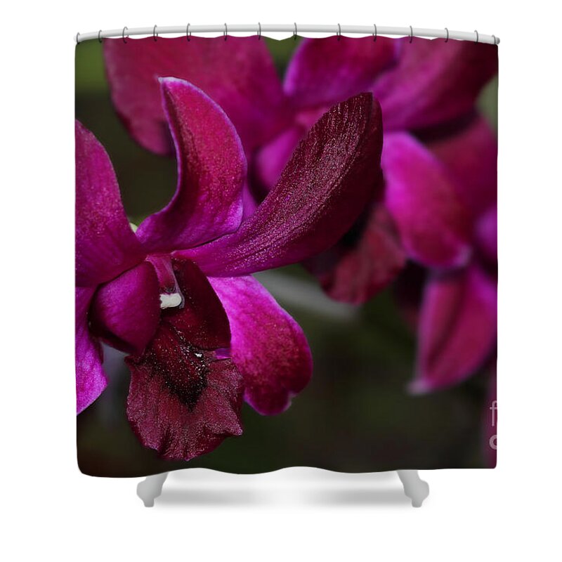 Purple Shower Curtain featuring the photograph Purple Orchid by Meg Rousher