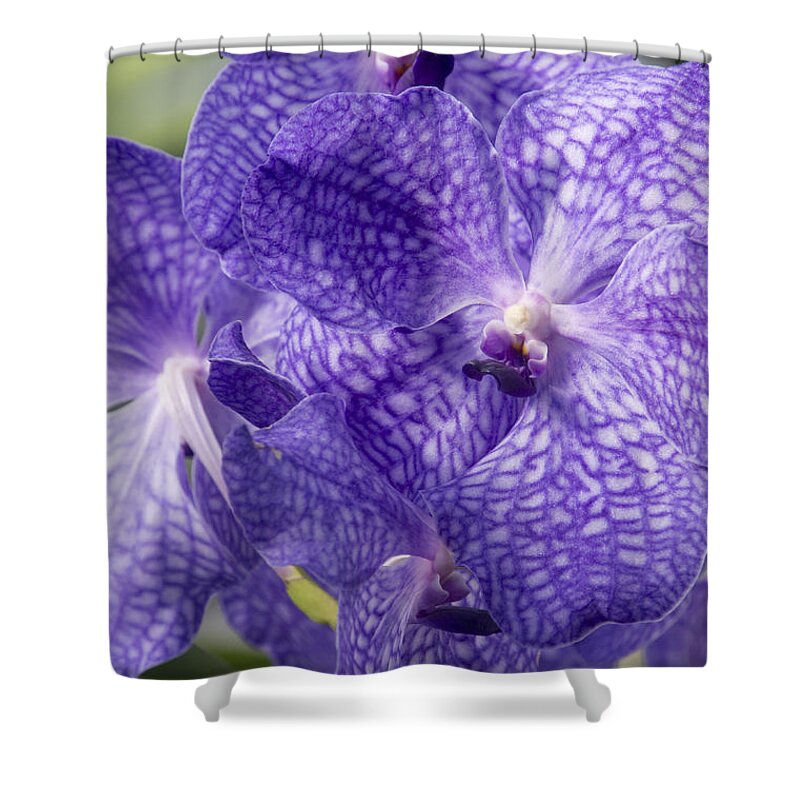 Orchids Shower Curtain featuring the photograph Purple orchids by Elena Perelman