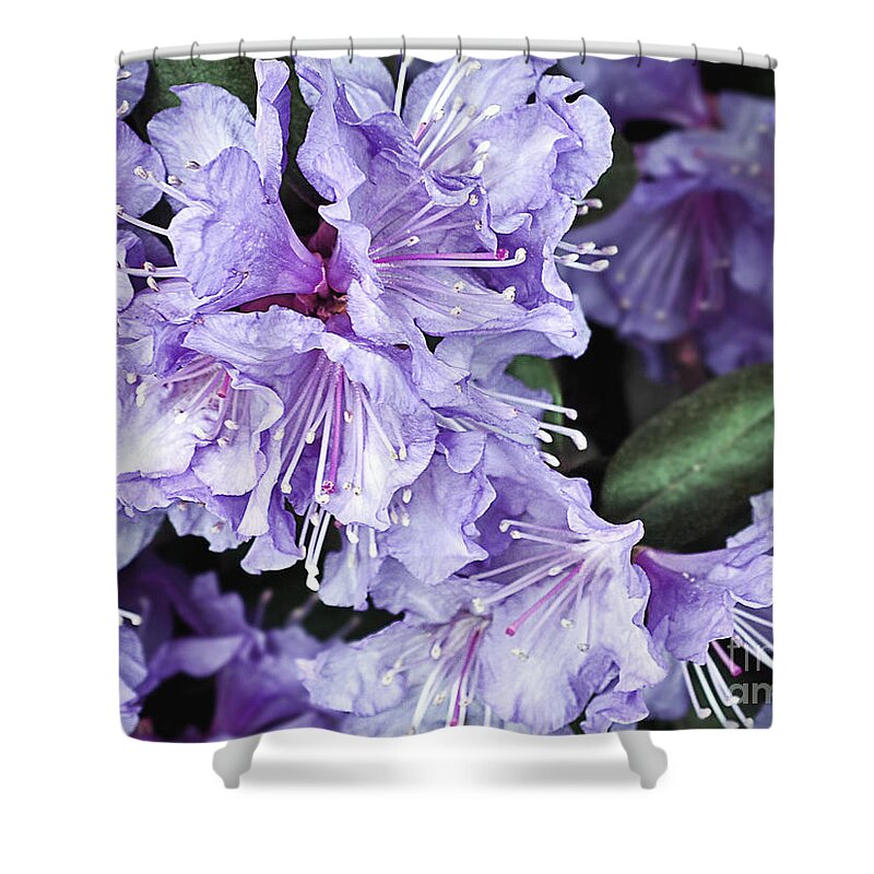 Purple Rhododendron Shower Curtain featuring the photograph Purple Rhododendron by Gwen Gibson