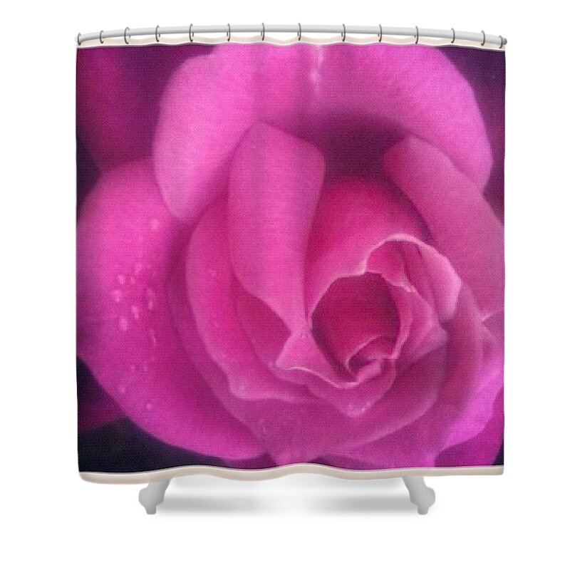 Purple Shower Curtain featuring the photograph Purple Rose Confection by Anna Porter