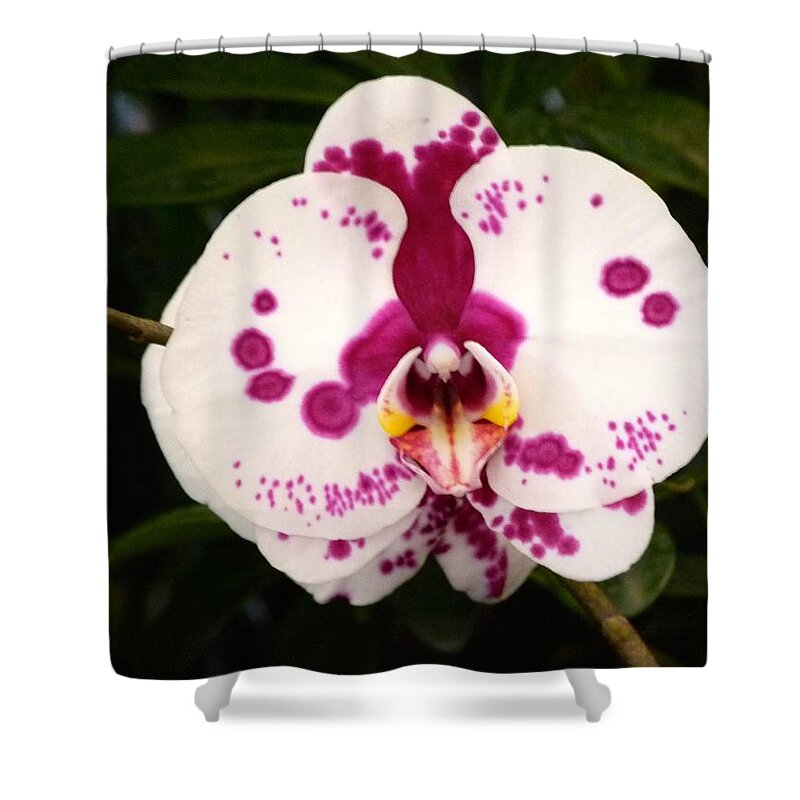 Phalaenopsis Shower Curtain featuring the photograph Purple Spotted Orchid by Richard Bryce and Family