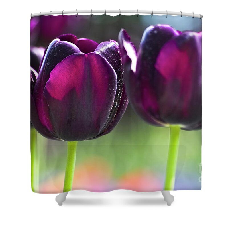 Tulip Shower Curtain featuring the photograph Purple tulips by Heiko Koehrer-Wagner