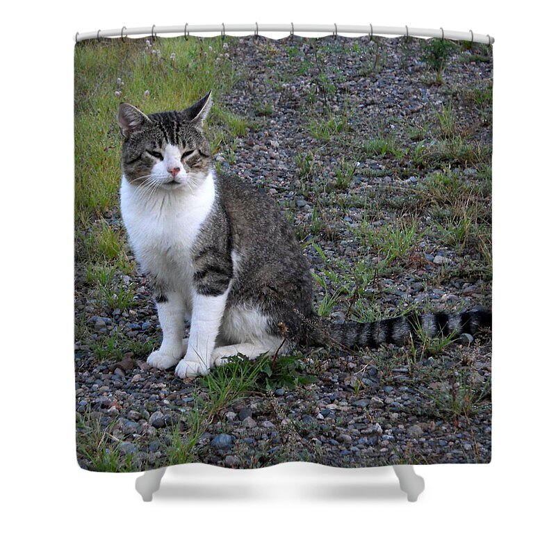 Cat Shower Curtain featuring the photograph Purr-fectly Posed by Kent Lorentzen