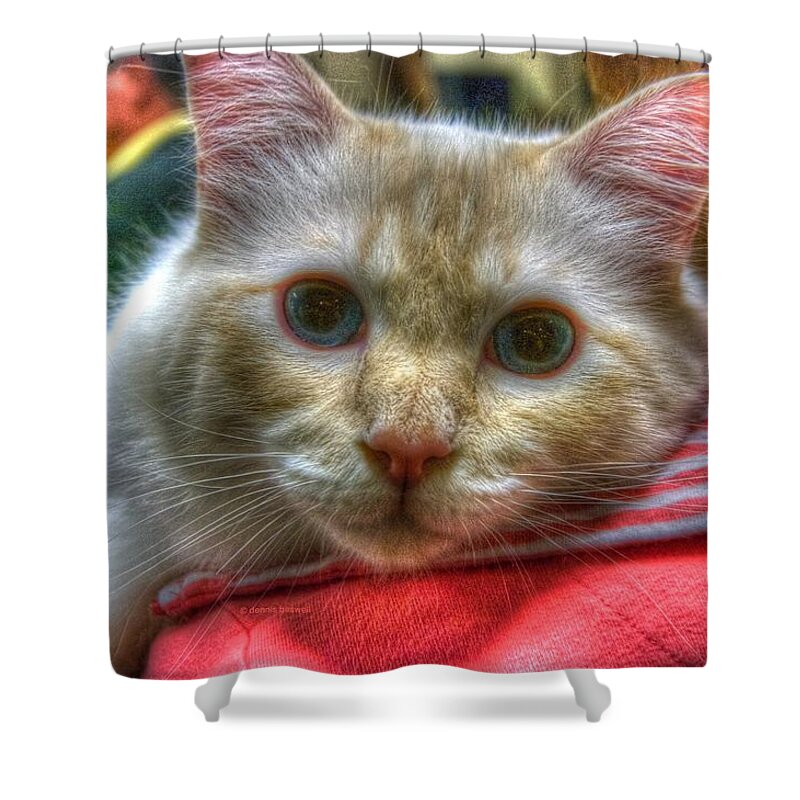 Showcat Shower Curtain featuring the photograph Purrfect companion by Dennis Baswell