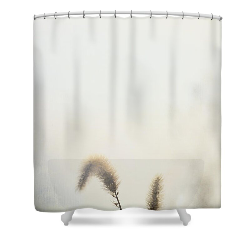 Pussy Willow Shower Curtain featuring the photograph Pussy Willows by Margie Hurwich