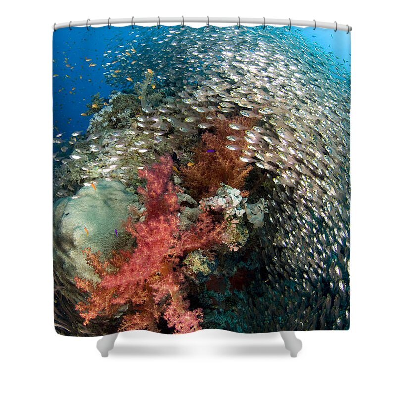 Nis Shower Curtain featuring the photograph Pygmy Sweeper School Red Sea Egypt by Dray van Beeck