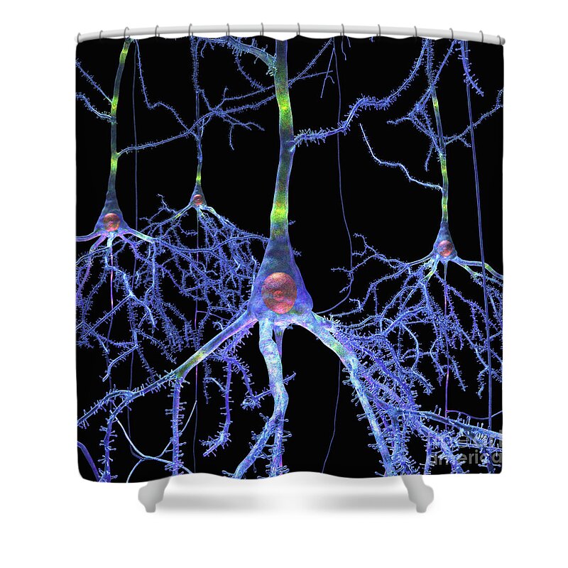 Anatomical Shower Curtain featuring the digital art Pyramidal Cells from Brain by Russell Kightley