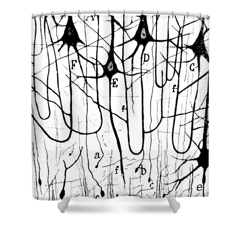 Ramon Y Cajal Shower Curtain featuring the photograph Pyramidal Cells Illustrated By Cajal by Science Source
