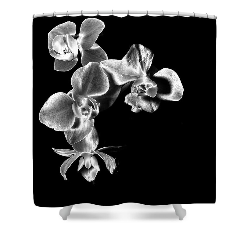 Floral Shower Curtain featuring the photograph Quad Orchids by Ron White