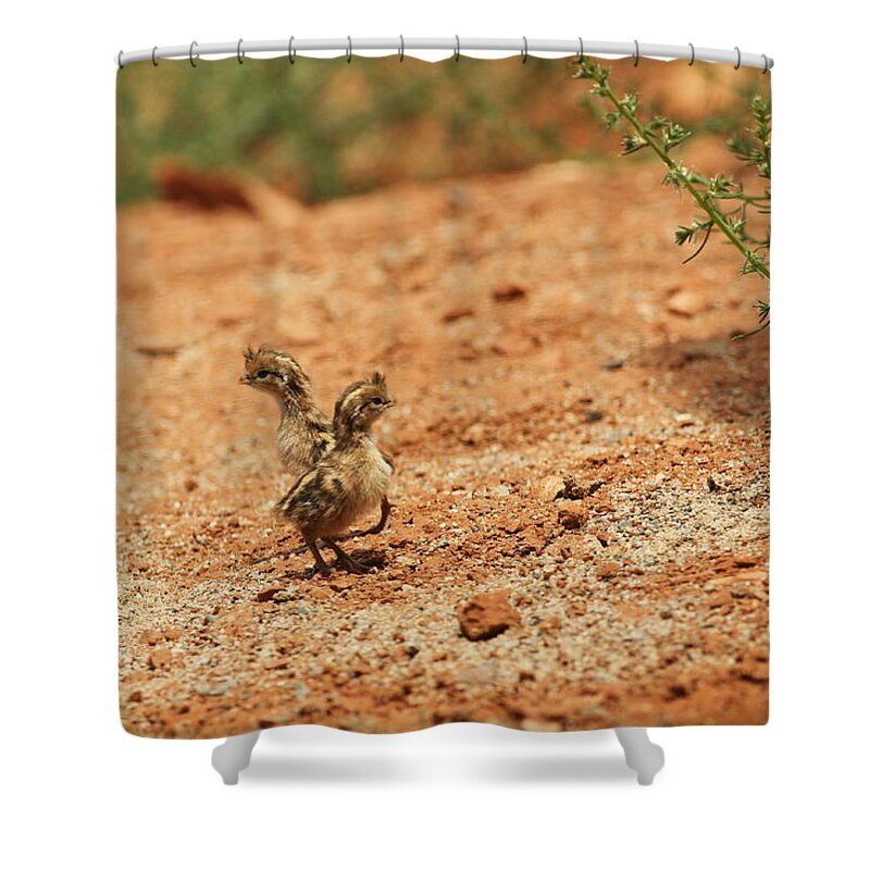 Confusion Shower Curtain featuring the photograph Quail Chicks Callipepla Gambelii Lost by Chuckschugphotography