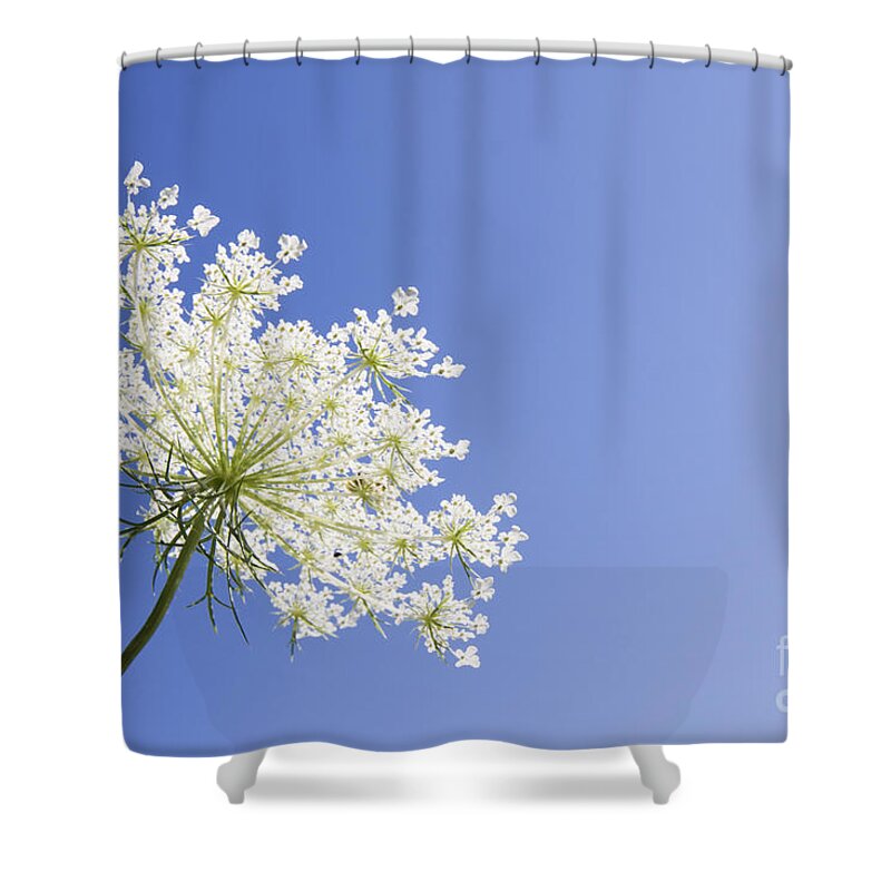 Queen Anne's Lace Shower Curtain featuring the photograph Queen Anne's Lace by Patty Colabuono