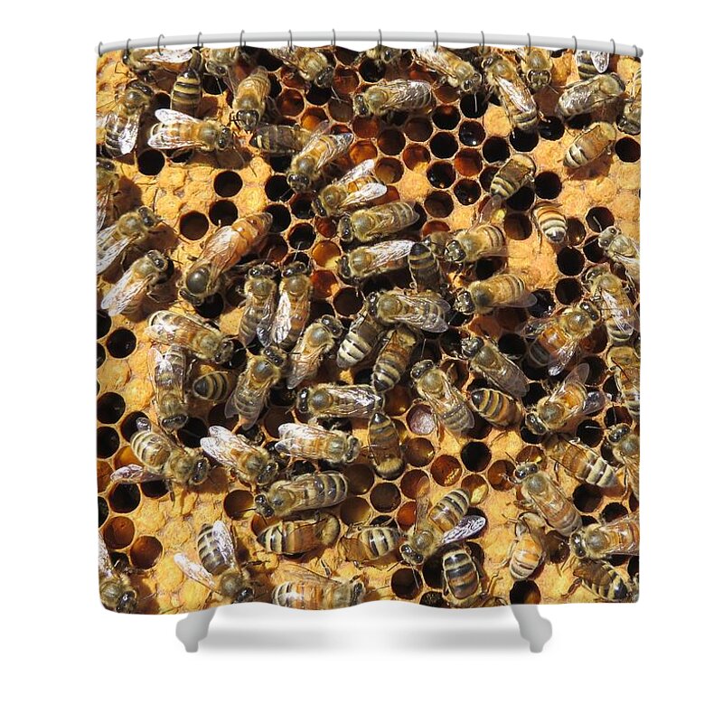 Honeybees Shower Curtain featuring the photograph Queen Bee and her Attendants by Lucinda VanVleck