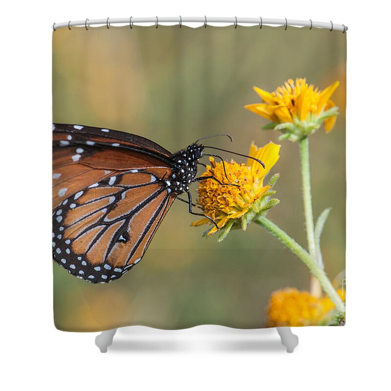 Butterfly Shower Curtain featuring the photograph Queen Butterfly 7 by Al Andersen