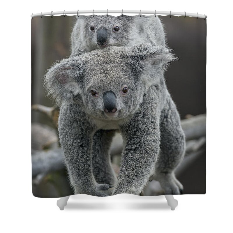 534532 Shower Curtain featuring the photograph Queensland Koala With Joey by Zssd