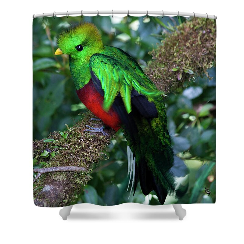Bird Shower Curtain featuring the photograph Quetzal by Heiko Koehrer-Wagner