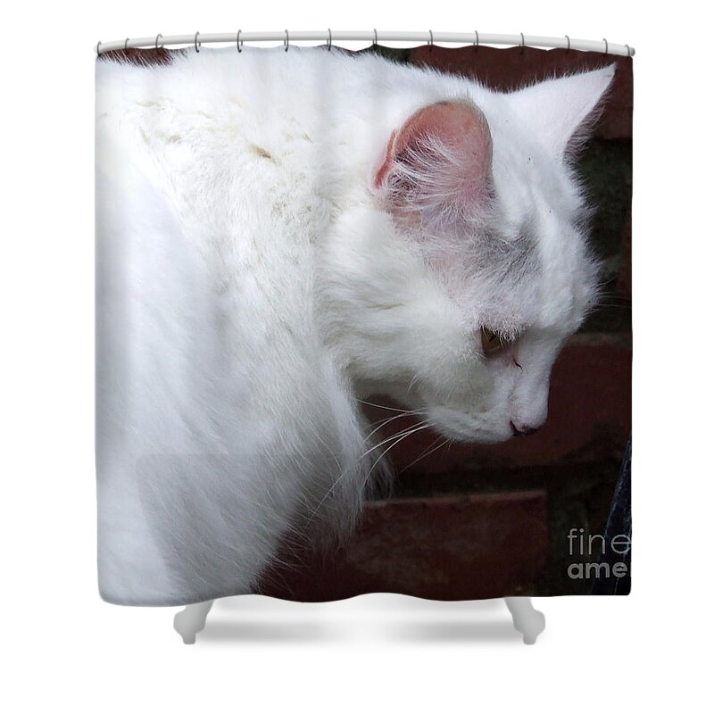 Cat Shower Curtain featuring the photograph Quiet cat by Andrea Anderegg