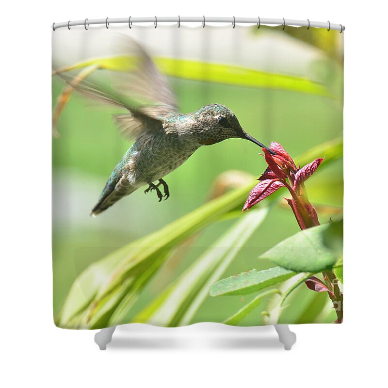 Hummingbird Shower Curtain featuring the photograph Quiet Flight by Debby Pueschel