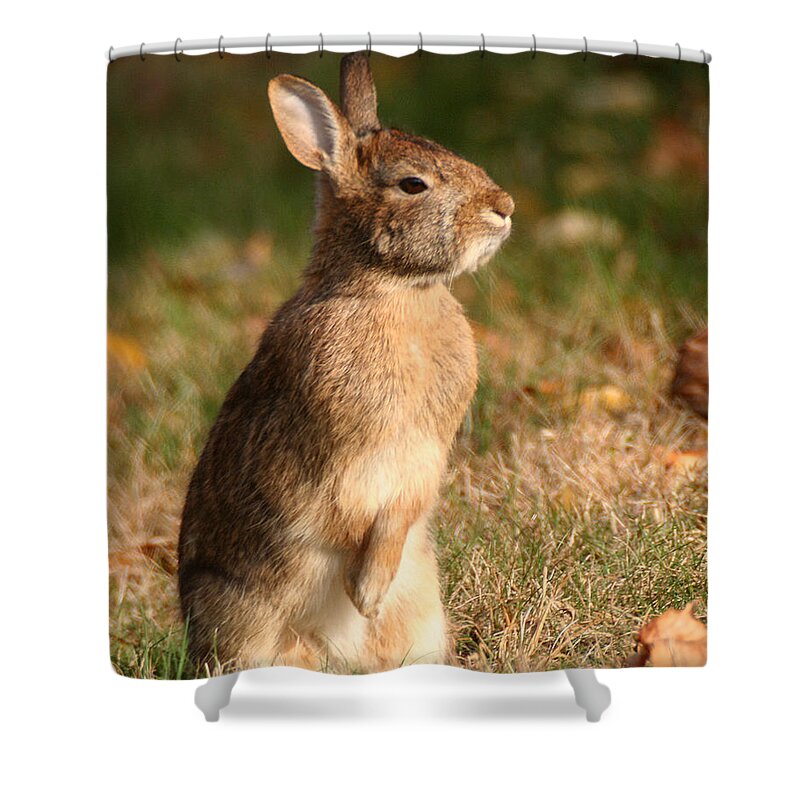 Wildlife Shower Curtain featuring the photograph Rabbit Standing in the Sun by William Selander
