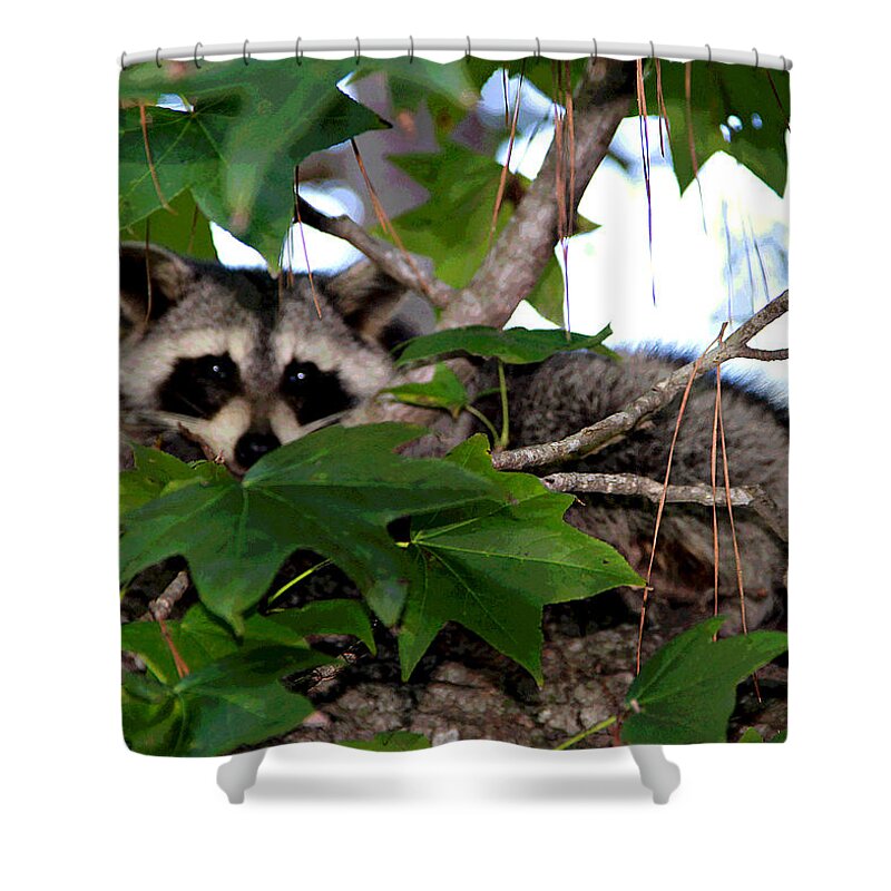  Shower Curtain featuring the photograph Raccoon Eyes by Matalyn Gardner