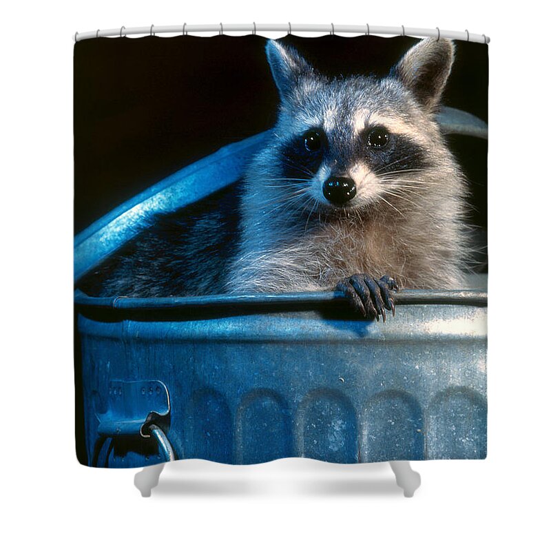 Raccoon Shower Curtain featuring the photograph Raccoon in garbage can by Steve Maslowski 