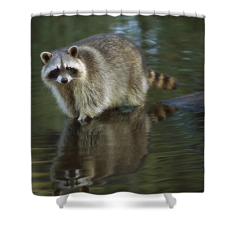 Feb0514 Shower Curtain featuring the photograph Raccoon Wading North America by Konrad Wothe