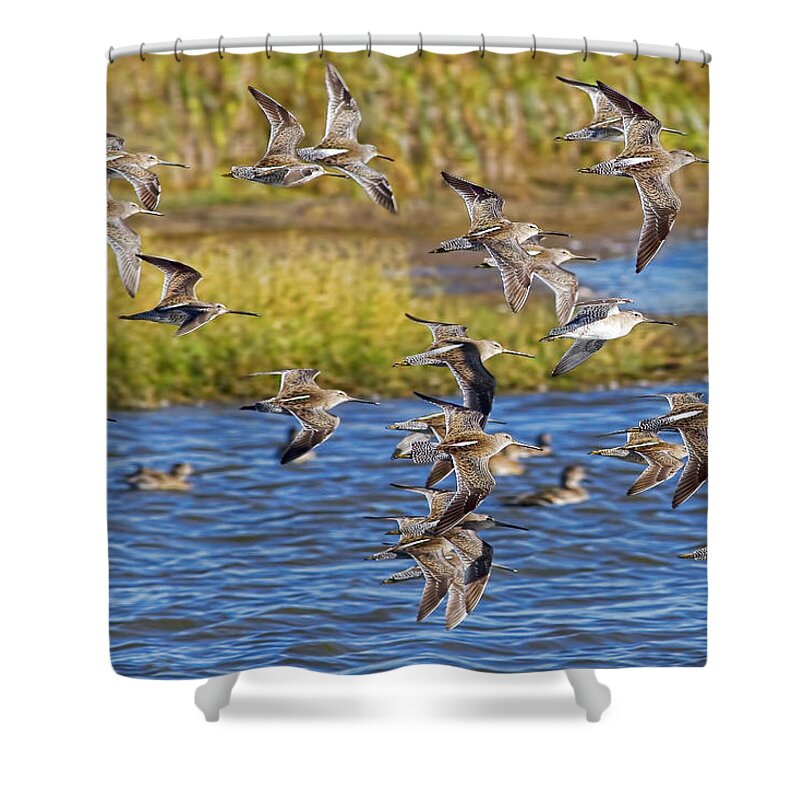 Flight Shower Curtain featuring the photograph Racing Stripes by Gary Holmes