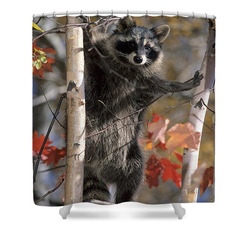 Racoon Shower Curtain featuring the photograph Racoon in Tree by Chris Scroggins