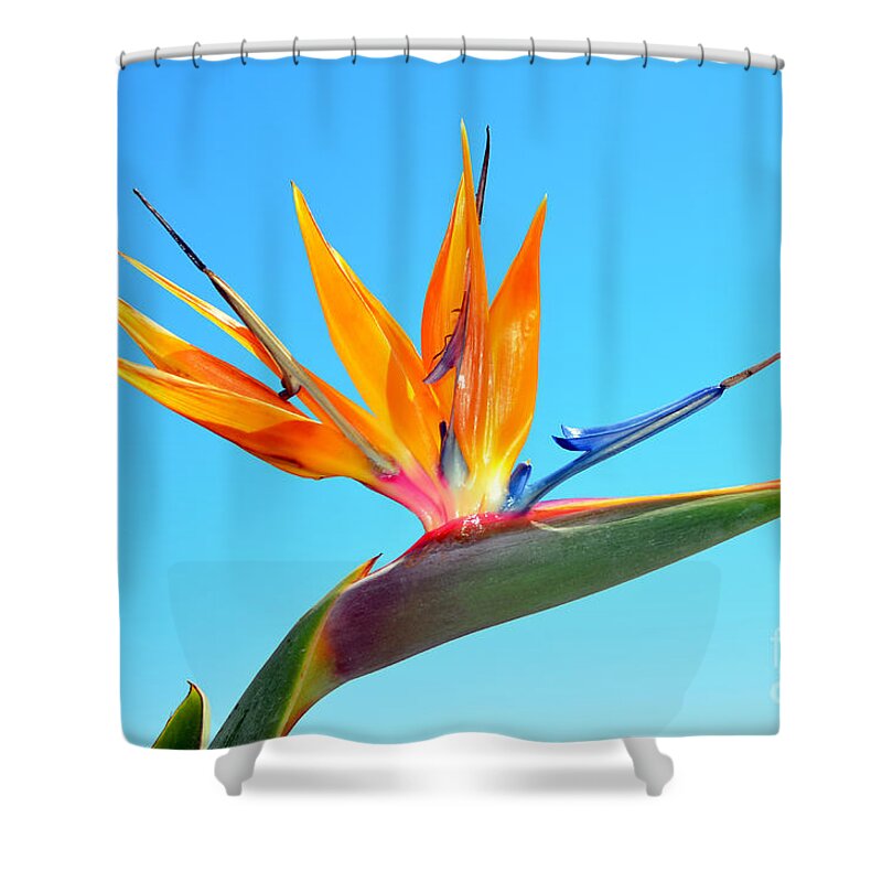 Bird Of Paradise Shower Curtain featuring the photograph Radiant Bird in the Sky by Debra Thompson