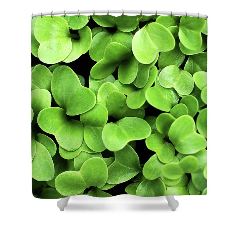 Heap Shower Curtain featuring the photograph Radish Seedlings by Gregoria Gregoriou Crowe Fine Art And Creative Photography.