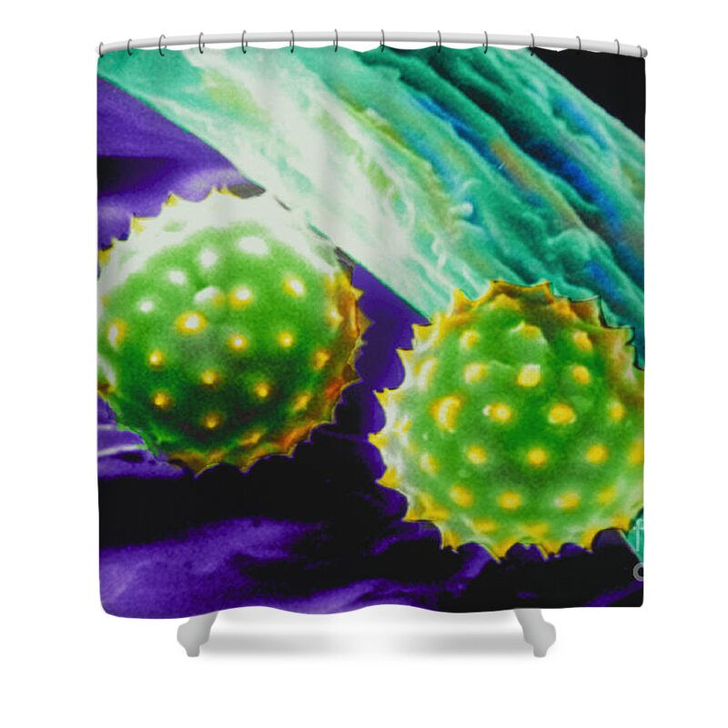 Science Shower Curtain featuring the photograph Ragweed Pollen Sem by Ralph C Eagle Jr